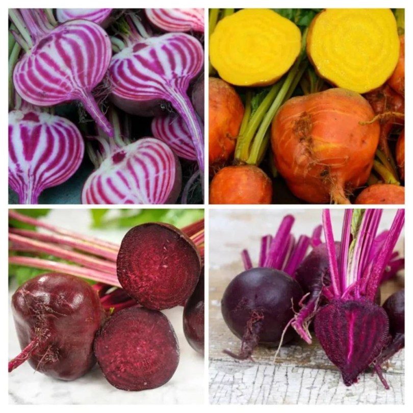 Színes cékla válogatáscsomag, Beta vulgaris, vetőmag, akció, kedvezmény